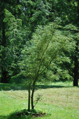 Aesculus hippocastanum 'Laciniata' - jírovec maďal - letní habitus (40)